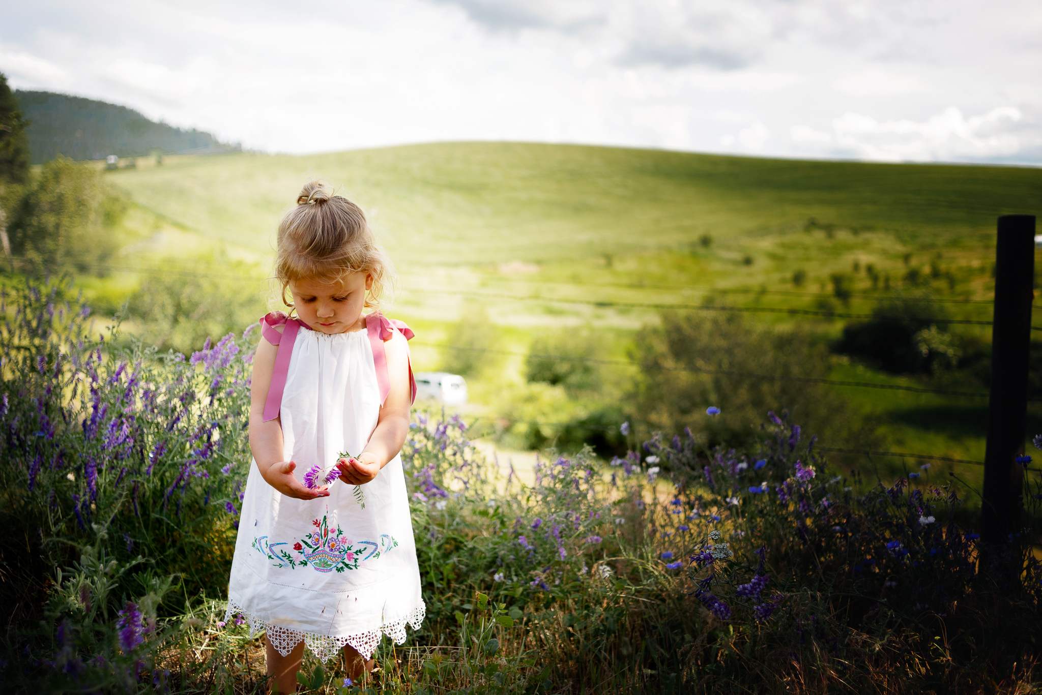 Clarkston, WA Photographer - Alpaca Mini Sessions - Whittney Graham ...